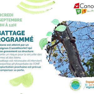 Abattage d’un platane rue du Moulin